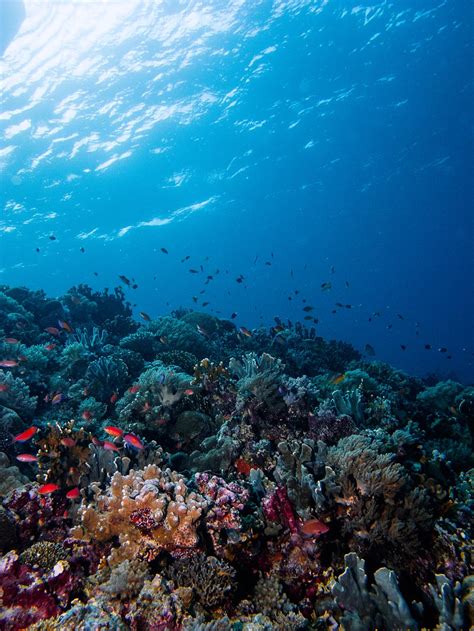 Coral reefs by colour aerial photography. Underwater Photo Gallery: Best of Tubbataha's Coral Reefs