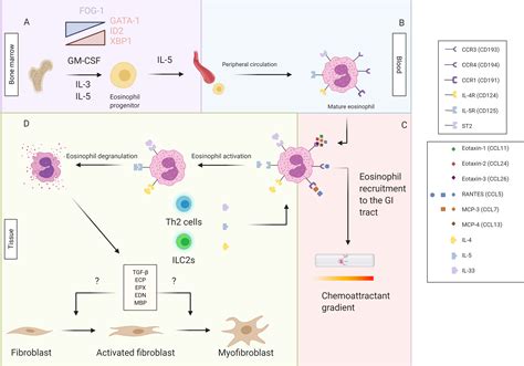 Frontiers Role Of Eosinophils In Intestinal Inflammation And Fibrosis