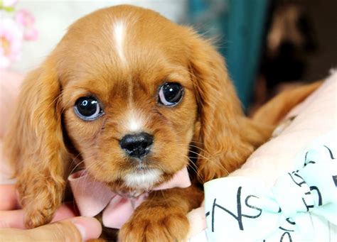 Discover more about our cavalier. Cavalier King Charles Spaniel Puppies For Sale | Fort ...