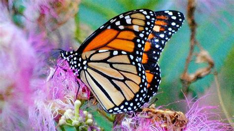 Monarch Butterfly Ket Image Bank Pbs Learningmedia