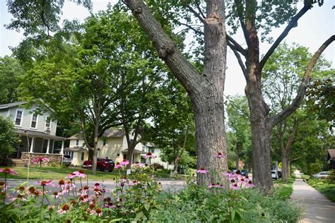 Ann Arbor Planting Trees In Front Of 40 Homes To Mark 40 Years As A
