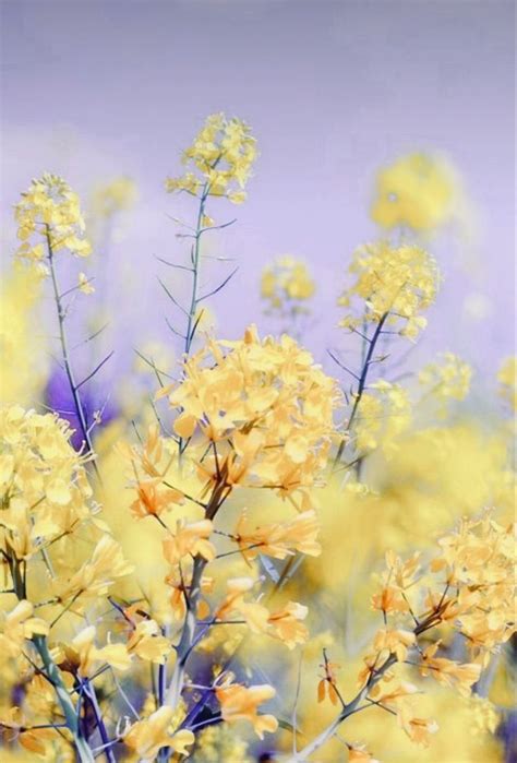 Pin By Julia Willebrand On Mood Board Brand Yellow Palette Lavender