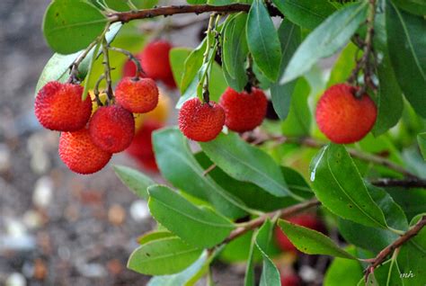 The fruit from the strawberry tree can be used to make jams, beverages, and liqueurs. T-40: Eastern Strawberry Tree | Just Flowers