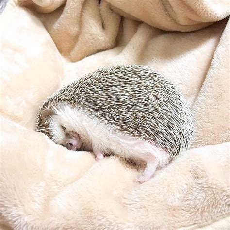 Sleeping In 2020 Cute Hedgehog Hedgehog Pet Cute Baby Animals