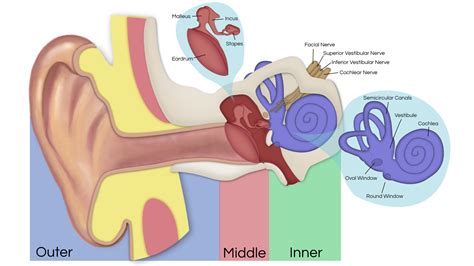 How Hearing Works Ear Institute Of Texas And Voice And Swallowing