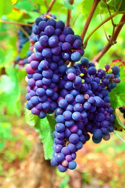 To plant and grow a vine crop hold its seed and click/tap the bottom part of the trellis. Growing grapes in clay soil and growing muscadine grapes ...