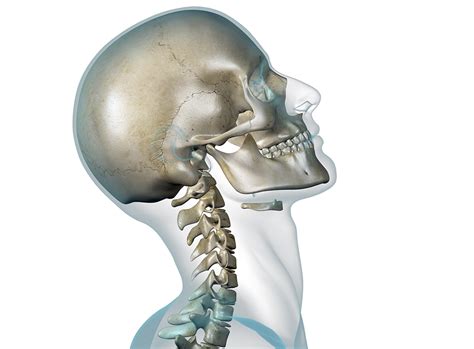 Florida Spine And Injury Centers Facts About Whiplash