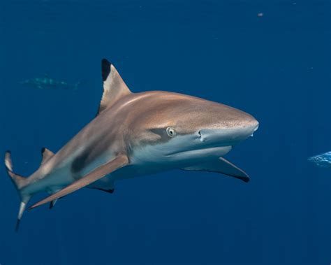 All You Want To Know About Bull Sharks But Are Too Afraid To Ask