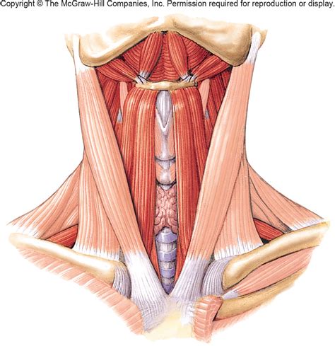 Superficial Muscle Of Neck Human Anatomy