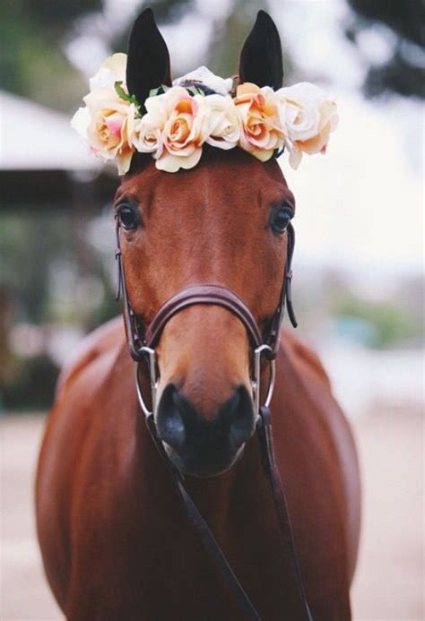 Flower Crown Cavalos Bonitos Cavalos Engraçados Fotografia De Cavalos