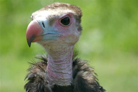 1838 Ugly Vulture Stock Photos Free And Royalty Free Stock Photos From
