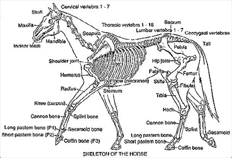 First, they have no muscles below the knee. horseandponies