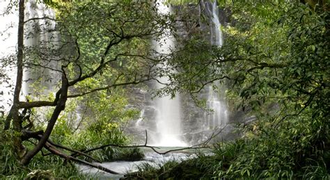 The Oldest Rainforest On Earth Is In Danger Australia National