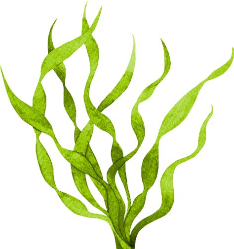 Download Gdg Surface Algae Control Png Transparent Seaweed Clipart