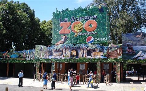 El Zoológico La Aurora Abre Sus Puertas De Nuevo Somosguate