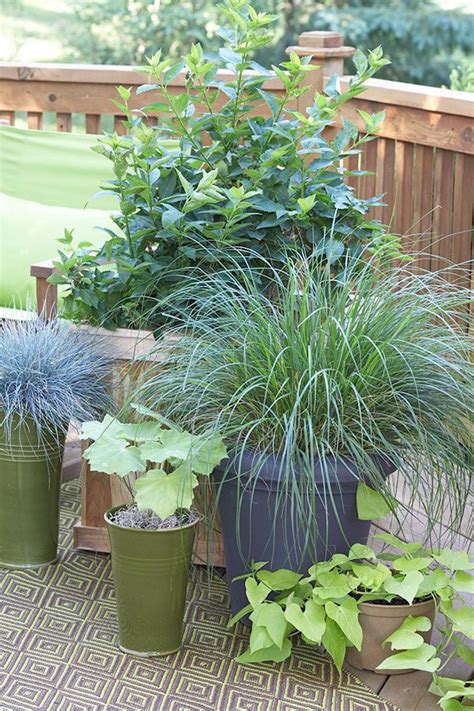 Several Potted Plants Are Sitting On The Deck