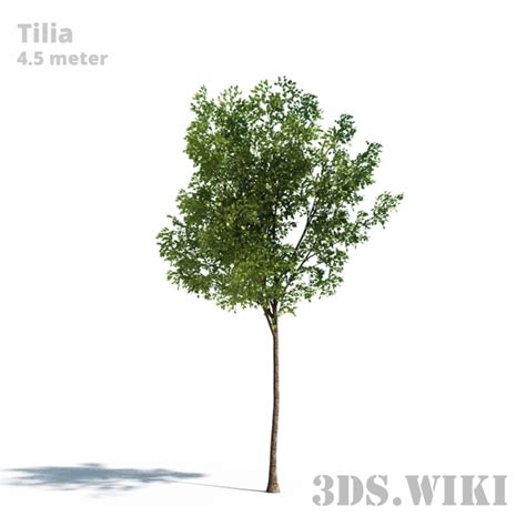 Maybe you would like to learn more about one of these? Tilia tree (Linden) - download 3d model | 3ds.wiki
