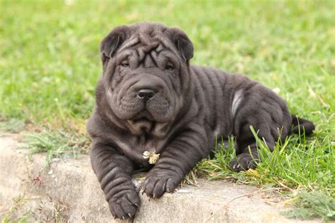 How Much Does A Shar Pei Cost 2023 Price Guide