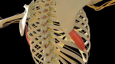 Serratusanteriormuscle Anatomy For Medical Concept 3d Rendering Stock