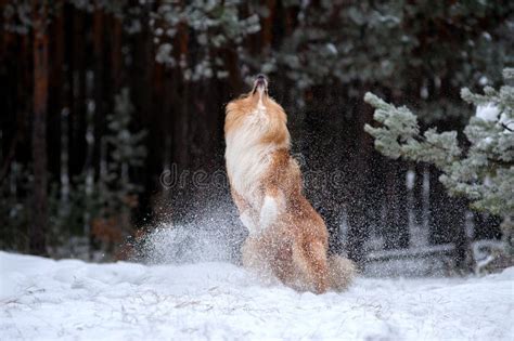 Beautiful Red Fluffy Dog Collie Playing With Snow In The Woods And