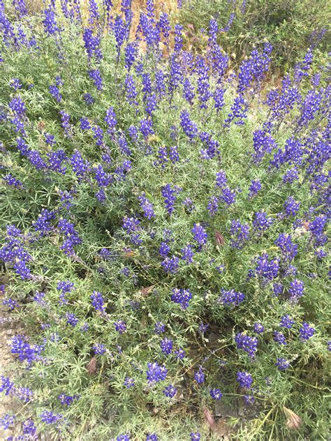 Your arizona desert flower stock images are ready. Desert bluebonnets in Arizona. Spring! | Flower child ...