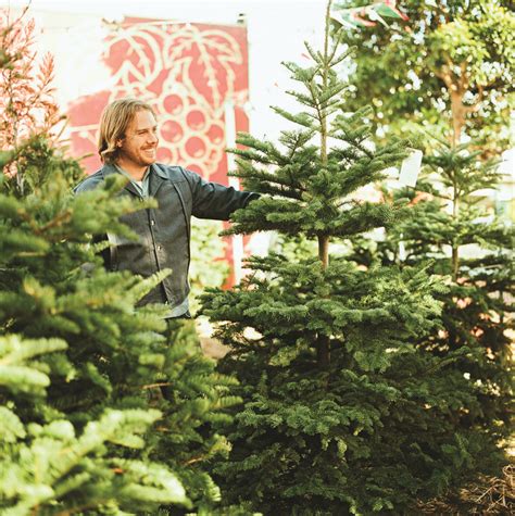 The Best Living Christmas Trees For A Festive Holiday Season Sunset Eco Friendly Christmas