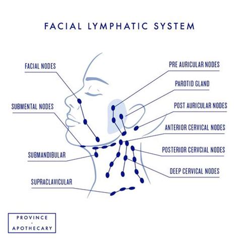 What are the benefits of lymphatic drainage massage? FUNDAMENTALS | Daily Glow Facial Dry Brush - Province ...