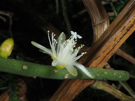 Rhipsalis Gaertn Plants Of The World Online Kew Science