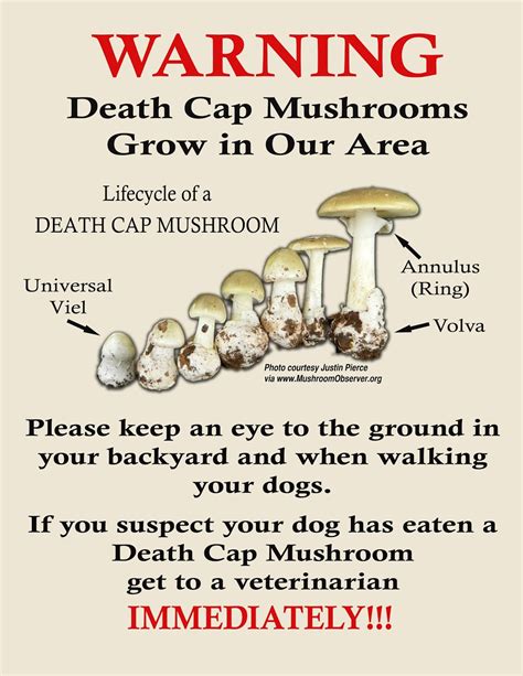 Mushrooms911