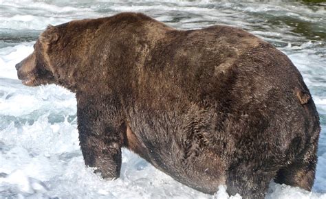 Fat Bear Week Crowns Its Champion Bear 747 The New York Times