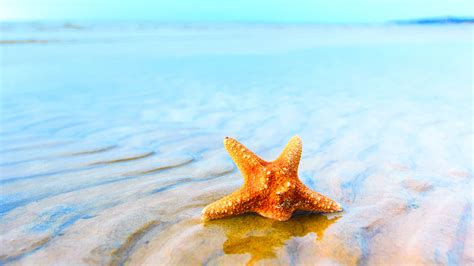 43 Beach And Starfish Wallpaper Wallpapersafari