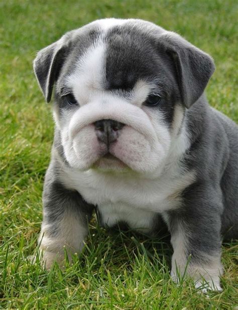 English Bulldog Puppies For Sale Male And Females Available Fast