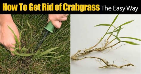 ¿cómo Deshacerse De Crabgrass La Manera Fácil 2023