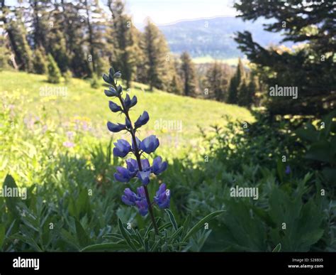 Lupin Wildflower On Mountainside Stock Photo Alamy