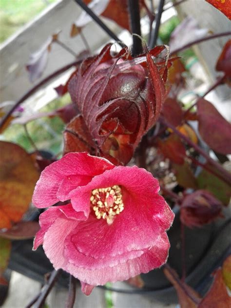 Van thanh flower village is located about 5 km from central dalat city. Projects Gallery - Prin van Gulden Fiber Arts Classes