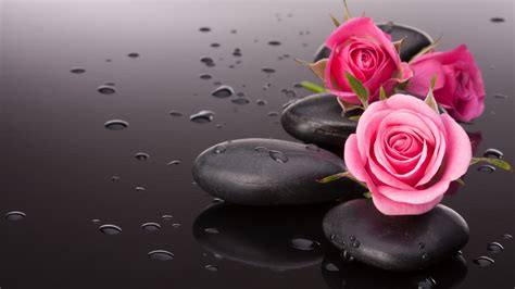 Light Dark Pink Roses With Black Stones And Water Drops 4k Hd Rose