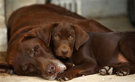 Sampson An 8 Week Old Chocolate Labrador Retriever Puppy Cuddles Up