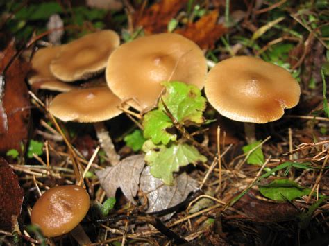 Psilocybe Ovoideocystidiata Guide Mushroom Hunting And Identification