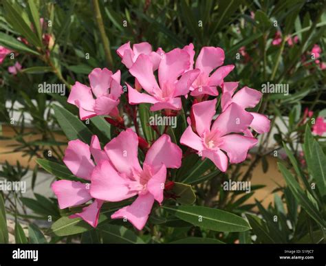 Nerium Oleander Group Of Mid To Light Pink Oleander Flowers Held