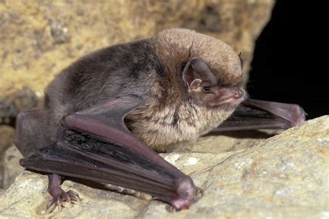 Fliegt sie dir aus versehen an den kopf, brauchst du fledermäuse gelangen meistens durch kleine ritze oder schlitze ins haus und natürlich finden sie. Praktischer Fledermausschutz - NABU Brandenburg