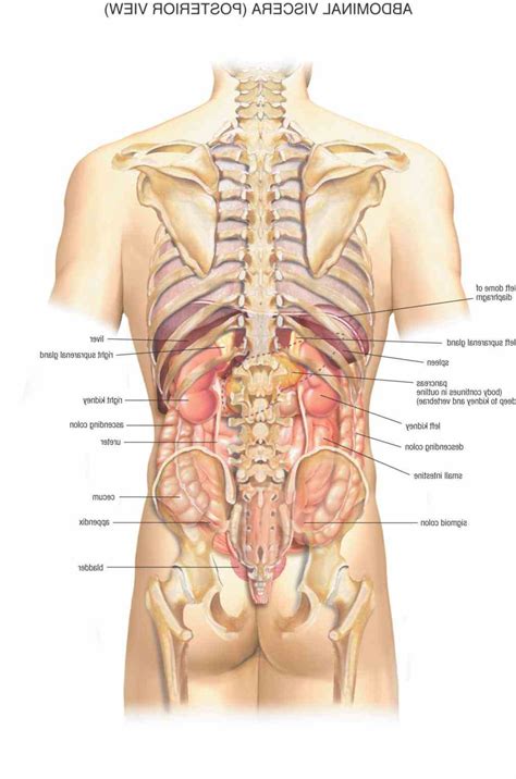 Female abdominal anatomy, computer illustration. Anatomy Of The Abdominal Area | MedicineBTG.com