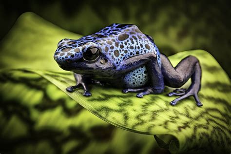 Azureus Poison Dart Frog Poison Dart Frogs Blue Poison Dart Frog