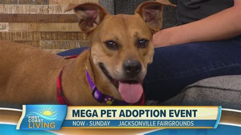 Mega Pet Adoption Event Takes Over The Weekend In Jax FCL July 12th
