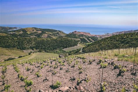 The vineyards of Banyuls overlooking the Mediterranean in Roussillon, South of France : wine