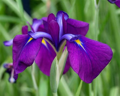 Check spelling or type a new query. Dark purple Iris flowers with some yellow touch.jpg (1 ...