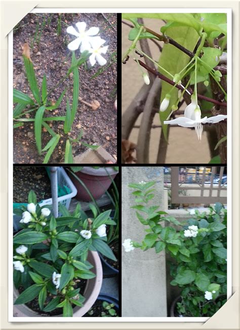 Ini menyebabkan satu jambak bunga mengandungi bunga yang berwarna ungu dan putih. Manfaatkan masa menghasilkan kemanfaatan: Pokok Jeramin ...