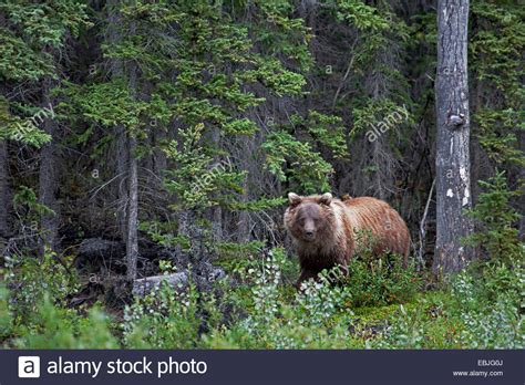 Grizzly Bear Habitat Hi Res Stock Photography And Images Alamy