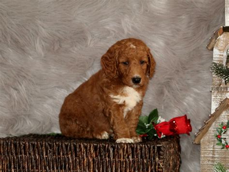 We raise goldendoodle puppies in the beautiful buffalo valley in central pa. Jasper | Miniature Goldendoodle Puppy | Central Illinois ...