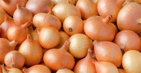 Yellow Sweet Spanish Onion Description Flavor Benefits And Uses