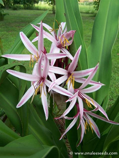 All you need to know about growing cactus plants from seed, for the perfect house plant display. Crinum Lily: Giant Spider Lily, Crinum amabile, Red/Pink ...